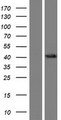 SLC51A / OSTalpha Protein - Western validation with an anti-DDK antibody * L: Control HEK293 lysate R: Over-expression lysate