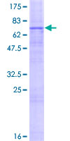 SLC52A1 / GPR172B / PAR2 Protein - 12.5% SDS-PAGE of human GPR172B stained with Coomassie Blue