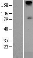 SLC5A1 / SGLT1 Protein - Western validation with an anti-DDK antibody * L: Control HEK293 lysate R: Over-expression lysate