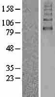 SLC5A2 / SGLT2 Protein - Western validation with an anti-DDK antibody * L: Control HEK293 lysate R: Over-expression lysate