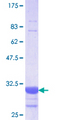 SLC5A2 / SGLT2 Protein - 12.5% SDS-PAGE Stained with Coomassie Blue.
