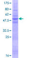 SLC6A11 / GAT-3 Protein - 12.5% SDS-PAGE of human SLC6A11 stained with Coomassie Blue