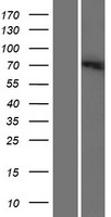 SLC6A12 / BGT-1 Protein - Western validation with an anti-DDK antibody * L: Control HEK293 lysate R: Over-expression lysate