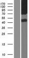 SLC6A13 / GAT-2 Protein - Western validation with an anti-DDK antibody * L: Control HEK293 lysate R: Over-expression lysate