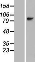 SLC6A15 / SBAT1 Protein - Western validation with an anti-DDK antibody * L: Control HEK293 lysate R: Over-expression lysate