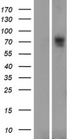 SLC6A16 Protein - Western validation with an anti-DDK antibody * L: Control HEK293 lysate R: Over-expression lysate