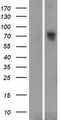 SLC6A16 Protein - Western validation with an anti-DDK antibody * L: Control HEK293 lysate R: Over-expression lysate