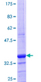 SLC6A16 Protein - 12.5% SDS-PAGE Stained with Coomassie Blue.