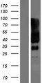SLC6A17 Protein - Western validation with an anti-DDK antibody * L: Control HEK293 lysate R: Over-expression lysate
