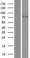 SLC6A19 Protein - Western validation with an anti-DDK antibody * L: Control HEK293 lysate R: Over-expression lysate
