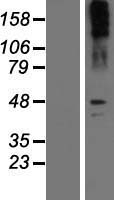 SLC6A2 / NET Protein - Western validation with an anti-DDK antibody * L: Control HEK293 lysate R: Over-expression lysate