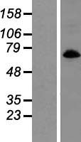 SLC6A9 / GLYT1 Protein - Western validation with an anti-DDK antibody * L: Control HEK293 lysate R: Over-expression lysate