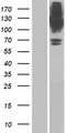 SLC6A9 / GLYT1 Protein - Western validation with an anti-DDK antibody * L: Control HEK293 lysate R: Over-expression lysate