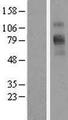 SLC6A9 / GLYT1 Protein - Western validation with an anti-DDK antibody * L: Control HEK293 lysate R: Over-expression lysate