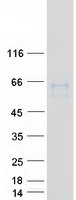SLC7A1 / CAT1 Protein - Purified recombinant protein SLC7A1 was analyzed by SDS-PAGE gel and Coomassie Blue Staining