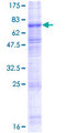 SLC7A11 / XCT Protein - 12.5% SDS-PAGE of human SLC7A11 stained with Coomassie Blue
