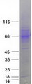 SLC7A2 Protein - Purified recombinant protein SLC7A2 was analyzed by SDS-PAGE gel and Coomassie Blue Staining