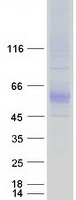 SLC7A4 Protein - Purified recombinant protein SLC7A4 was analyzed by SDS-PAGE gel and Coomassie Blue Staining