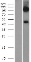SLC7A6 Protein - Western validation with an anti-DDK antibody * L: Control HEK293 lysate R: Over-expression lysate