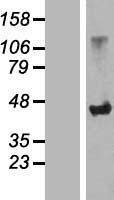 SLC7A6OS Protein - Western validation with an anti-DDK antibody * L: Control HEK293 lysate R: Over-expression lysate