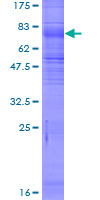 SLC7A7 Protein - 12.5% SDS-PAGE of human SLC7A7 stained with Coomassie Blue