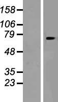 SLC8B1 / SLC24A6 / NCLX Protein - Western validation with an anti-DDK antibody * L: Control HEK293 lysate R: Over-expression lysate