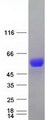 SLC9A3R1 / NHERF1 / EBP50 Protein - Purified recombinant protein SLC9A3R1 was analyzed by SDS-PAGE gel and Coomassie Blue Staining