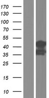 SLC9A3R2 / SIP1 Protein - Western validation with an anti-DDK antibody * L: Control HEK293 lysate R: Over-expression lysate