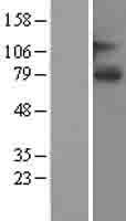 SLCO1A2 / OATP Protein - Western validation with an anti-DDK antibody * L: Control HEK293 lysate R: Over-expression lysate