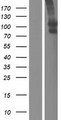 SLCO1B3 / OATP8 Protein - Western validation with an anti-DDK antibody * L: Control HEK293 lysate R: Over-expression lysate