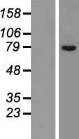 SLCO1C1 / OATPF Protein - Western validation with an anti-DDK antibody * L: Control HEK293 lysate R: Over-expression lysate