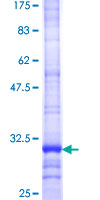 SLCO2A1 / PGT Protein - 12.5% SDS-PAGE Stained with Coomassie Blue.