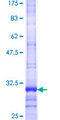 SLCO2A1 / PGT Protein - 12.5% SDS-PAGE Stained with Coomassie Blue.