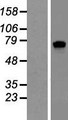 SLCO4A1 / OATP1 Protein - Western validation with an anti-DDK antibody * L: Control HEK293 lysate R: Over-expression lysate