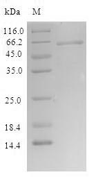 SLFN12 Protein - (Tris-Glycine gel) Discontinuous SDS-PAGE (reduced) with 5% enrichment gel and 15% separation gel.