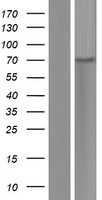SLFN12L Protein - Western validation with an anti-DDK antibody * L: Control HEK293 lysate R: Over-expression lysate