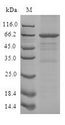 SLFN12L Protein - (Tris-Glycine gel) Discontinuous SDS-PAGE (reduced) with 5% enrichment gel and 15% separation gel.