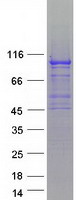 SLFN5 Protein - Purified recombinant protein SLFN5 was analyzed by SDS-PAGE gel and Coomassie Blue Staining
