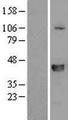 SLFNL1 Protein - Western validation with an anti-DDK antibody * L: Control HEK293 lysate R: Over-expression lysate