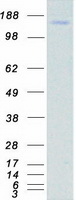 SLIT2 Protein - Purified recombinant protein SLIT2 was analyzed by SDS-PAGE gel and Coomassie Blue Staining