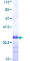 SLIT3 Protein - 12.5% SDS-PAGE Stained with Coomassie Blue.