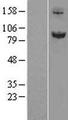 SLITRK6 Protein - Western validation with an anti-DDK antibody * L: Control HEK293 lysate R: Over-expression lysate