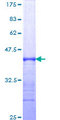 SLK Protein - 12.5% SDS-PAGE Stained with Coomassie Blue.