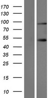 SLMAP / SLAP Protein - Western validation with an anti-DDK antibody * L: Control HEK293 lysate R: Over-expression lysate
