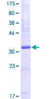 SLURP1 / ARS / MDM Protein - 12.5% SDS-PAGE of human SLURP1 stained with Coomassie Blue