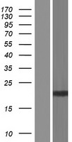 SLX1A / GIYD2 Protein - Western validation with an anti-DDK antibody * L: Control HEK293 lysate R: Over-expression lysate