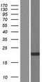 SLX1A / GIYD2 Protein - Western validation with an anti-DDK antibody * L: Control HEK293 lysate R: Over-expression lysate