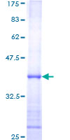 SMAD1 Protein - 12.5% SDS-PAGE Stained with Coomassie Blue.