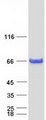 SMAD1 Protein - Purified recombinant protein SMAD1 was analyzed by SDS-PAGE gel and Coomassie Blue Staining