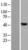 SMAD2 Protein - Western validation with an anti-DDK antibody * L: Control HEK293 lysate R: Over-expression lysate